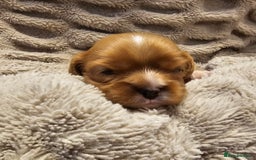 Cavalier King Charles Spaniel dogs for sale: Cavalier king charles spaniel puppies  - Advert 7