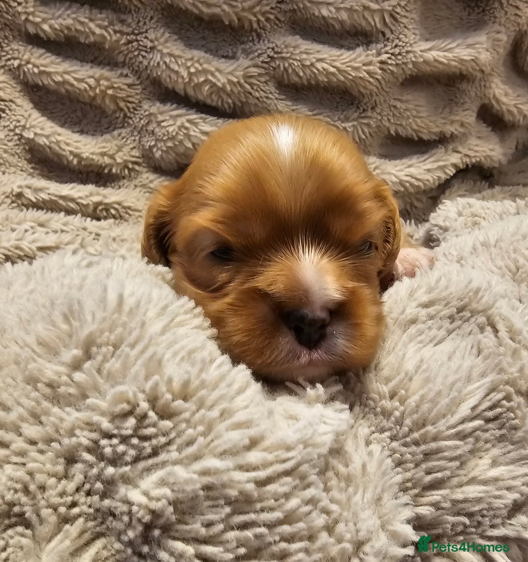 Cavalier King Charles Spaniel dogs for sale: Cavalier king charles spaniel puppies  - Advert 7