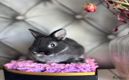 Netherland Dwarf rabbits for sale: rochelles_rabbits pure ND babies for sale - Image 13