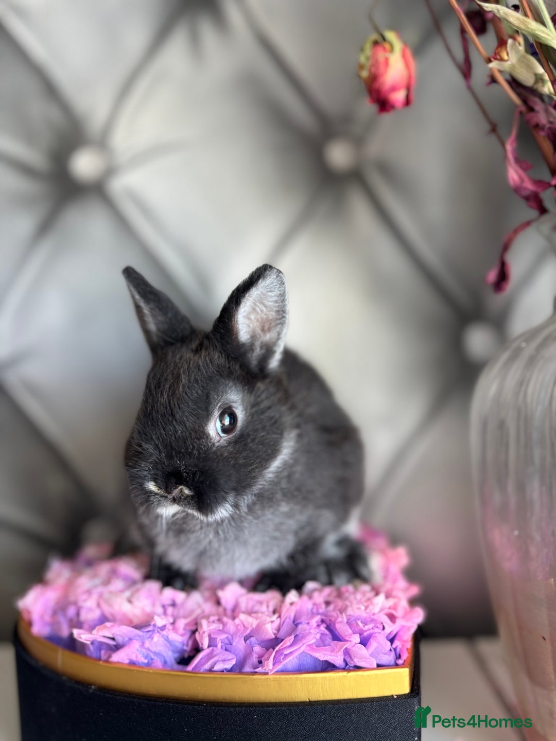 Netherland Dwarf rabbits for sale: rochelles_rabbits pure ND babies for sale - Image 13