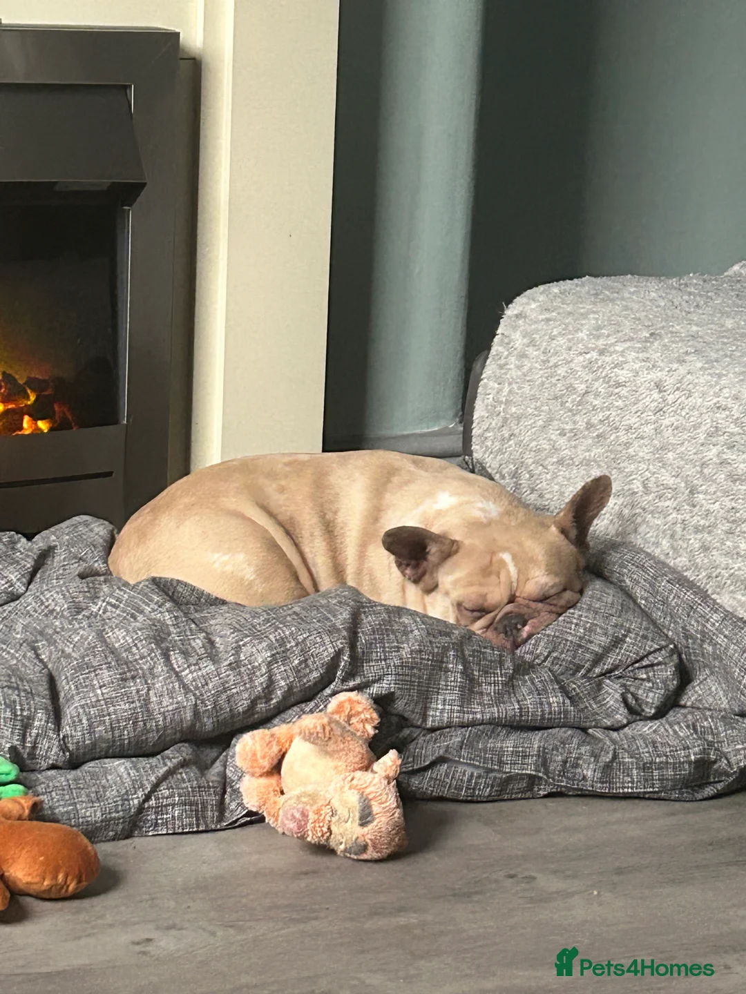 French Bulldog dogs for sale: daisy 6 1/2 yr old fem Frenchie - Advert 7