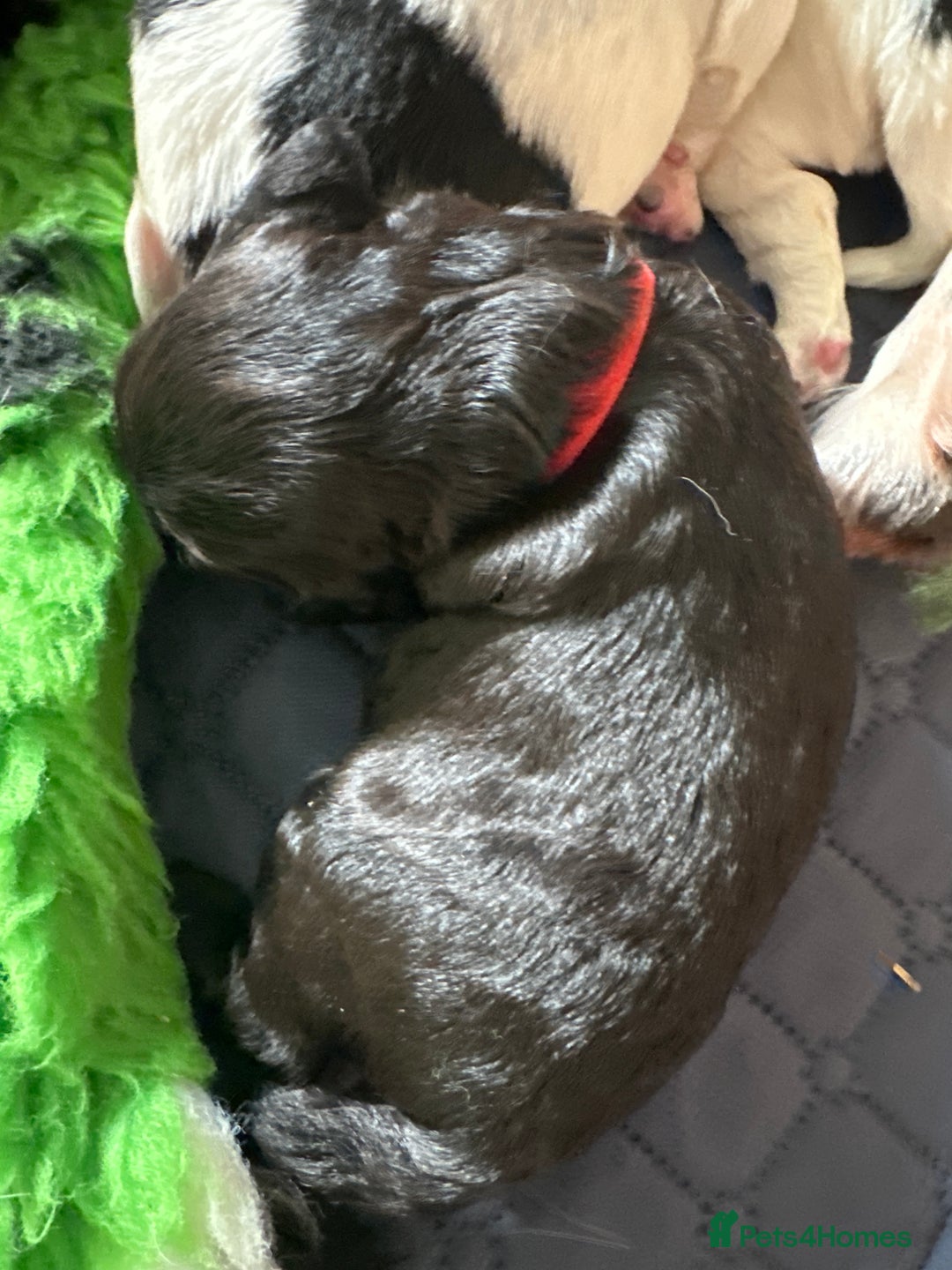 Sprocker dogs for sale: SPROCKER PUPPIES FOR SALE - Image 8