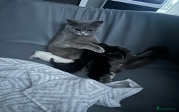 British Shorthair cats for sale: Beautiful British shorthair cross kittens  - Image 5