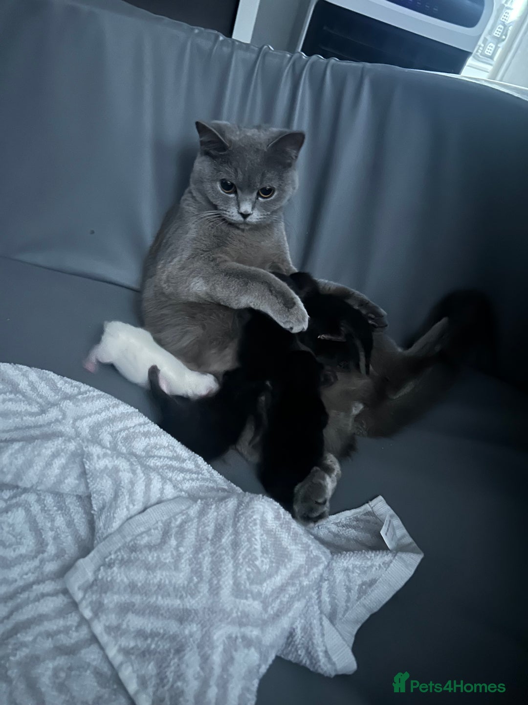 British Shorthair cats for sale: Beautiful British shorthair cross kittens  - Image 5