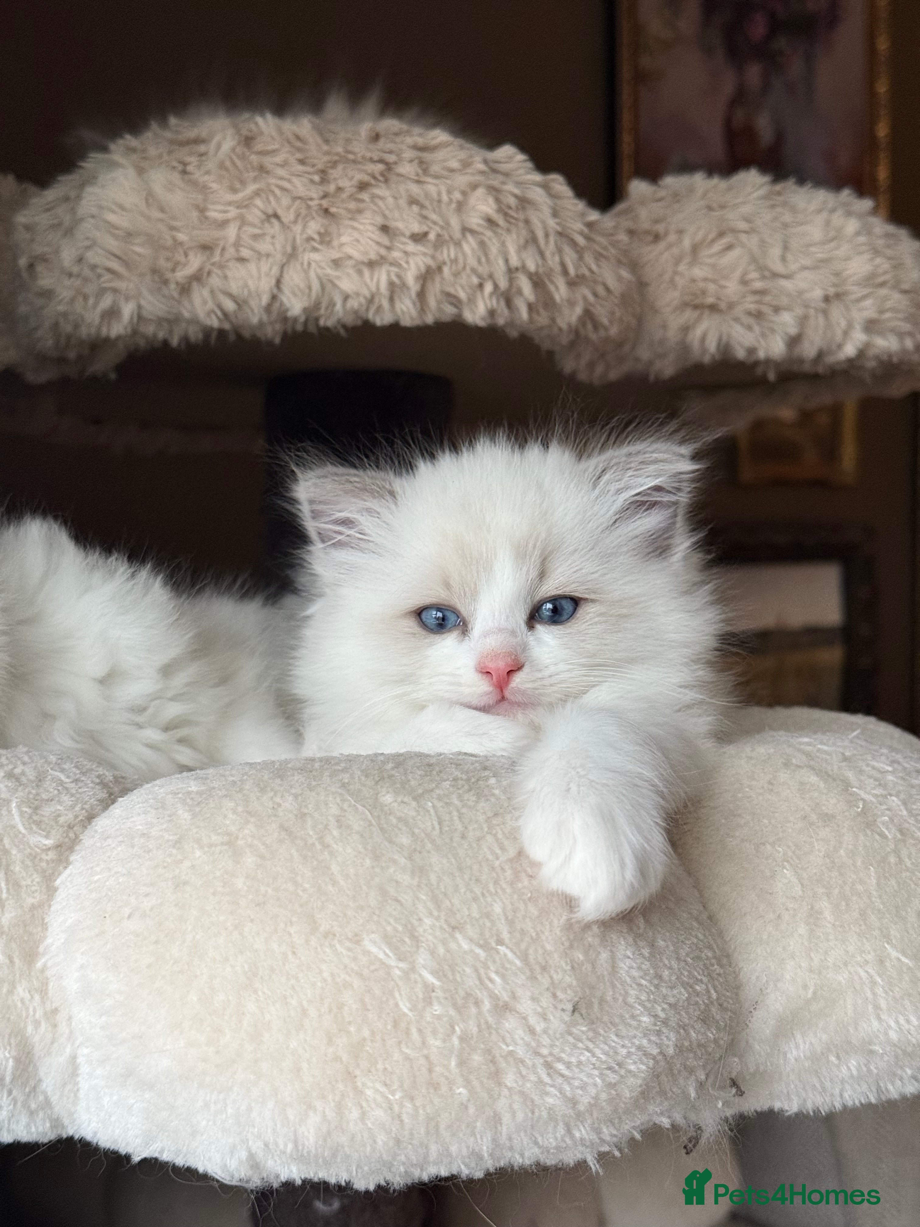 Ragdoll cats Purebred Ragdolls – Ready to Reserve Now 🍼 - Advert 4