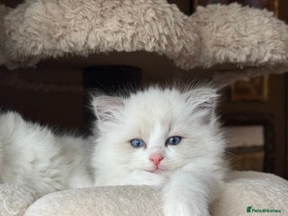Ragdoll cats Purebred Ragdolls – Ready to Reserve Now 🍼 - Advert 3