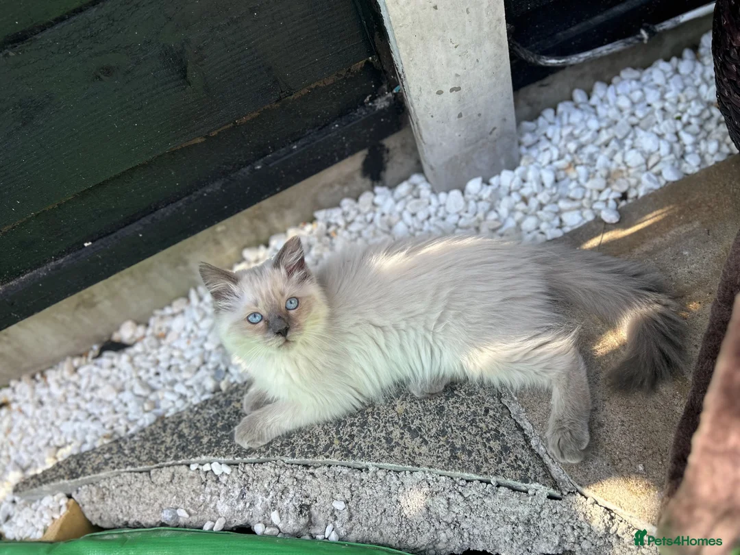 Ragdoll cats for sale: Ragdoll kittens  - Advert 5