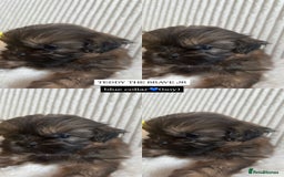 Shih Tzu dogs for sale: !READY NOW! 1 boy left!! pure bred shih tzu 🐾 🐾  - Image 10