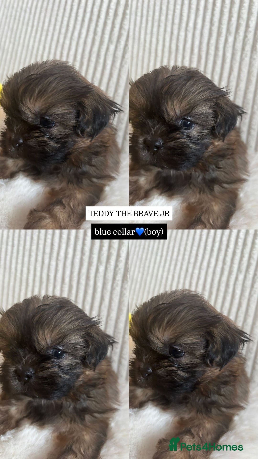 Shih Tzu dogs for sale: !READY NOW! 1 boy left!! pure bred shih tzu 🐾 🐾  - Image 10