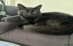 Ragdoll cats for sale: Sooty 1 year old male cat - Image 4