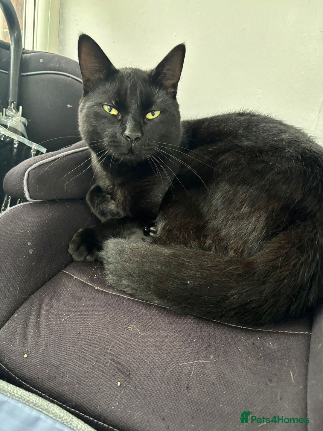 Ragdoll cats for sale: Sooty 1 year old male cat - Image 4