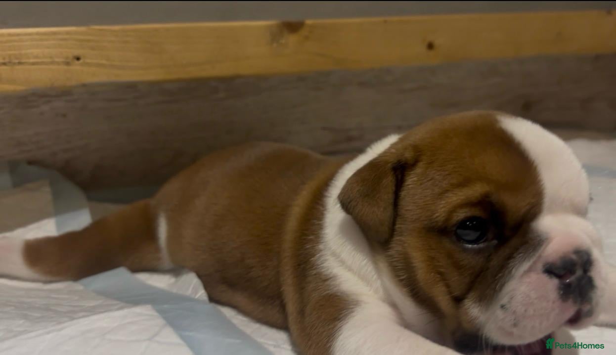 English Bulldog dogs Red and white English bulldogs - Advert 1