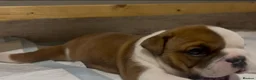 English Bulldog dogs for sale: 3 Red and white English bulldogs - Advert 3