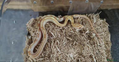 Corn Snake reptiles - Advert 4