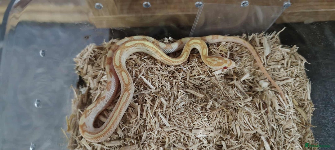 Corn Snake reptiles for sale: Corn Snake Hatchlings - Image 2