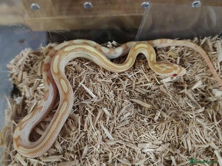 Corn Snake reptiles Corn Snake Hatchlings - Advert 1