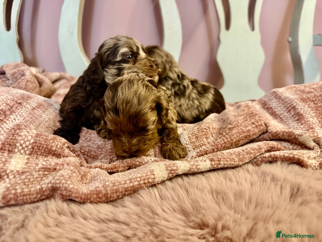 Cockapoo dogs for sale: Lovely American Cockapoo Pups Chocolates & Merles  - Advert 14