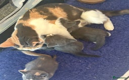 British Shorthair cats for sale: Ready now. Beautiful blue British shorthairs  - Image 8