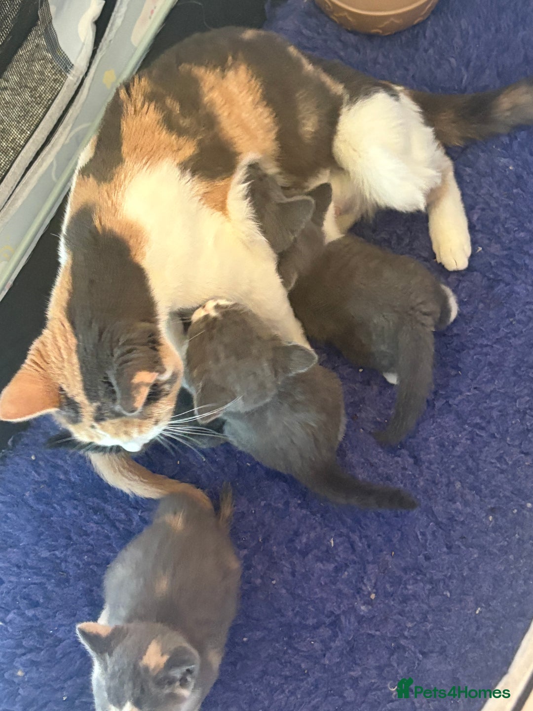 British Shorthair cats for sale: Ready now. Beautiful blue British shorthairs  - Image 8
