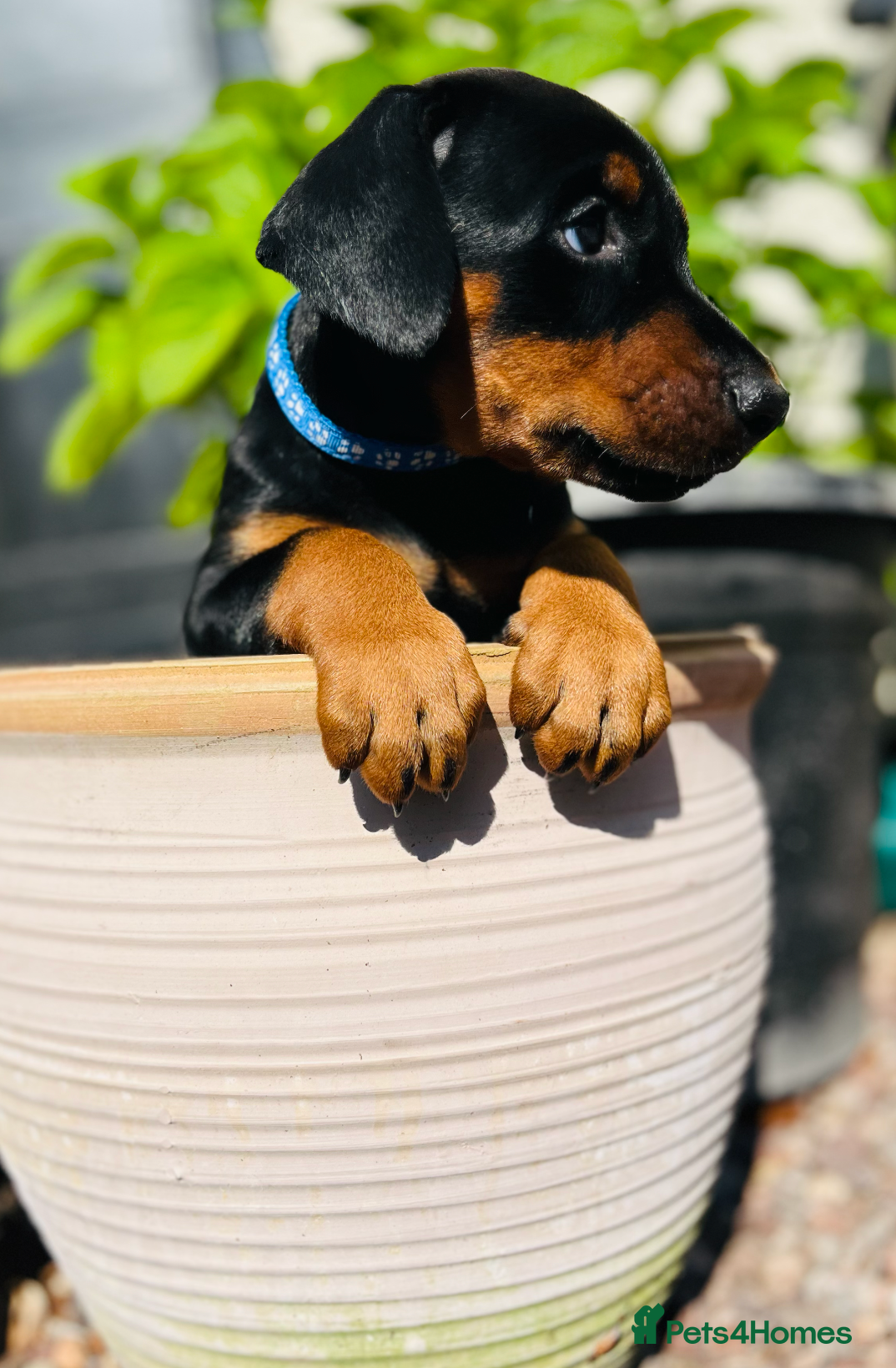 Dobermann dogs Naturally Bred Dobermann Puppies for Sale - Advert 2