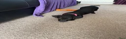 Mixed Breed dogs for sale: Pattarjack Roxie  - Advert 3