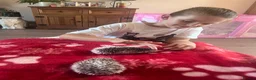 Pygmy Hedgehog rodents for sale: African Pygmy hedgehogs  - Advert 4