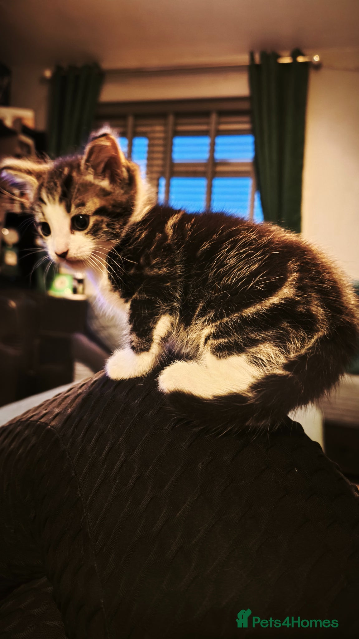 Mixed Breed cats Maincoon cross male kitten for sale  - Advert 2