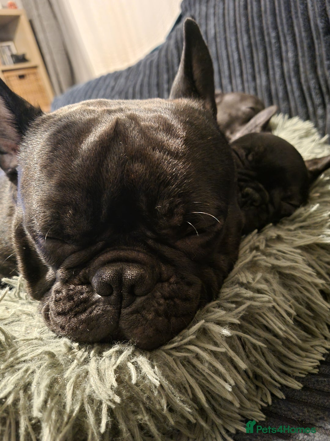French Bulldog dogs for sale: French Bulldog Puppy - Advert 11