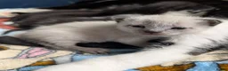 Domestic Shorthair cats for sale: stunning colourpoint kitten - Advert 4