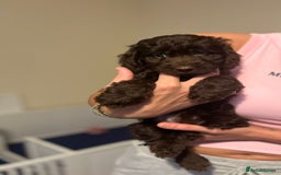 Cockapoo dogs for sale: Ready to leave Minature F1 PRA clear cockapoo pups - Image 31