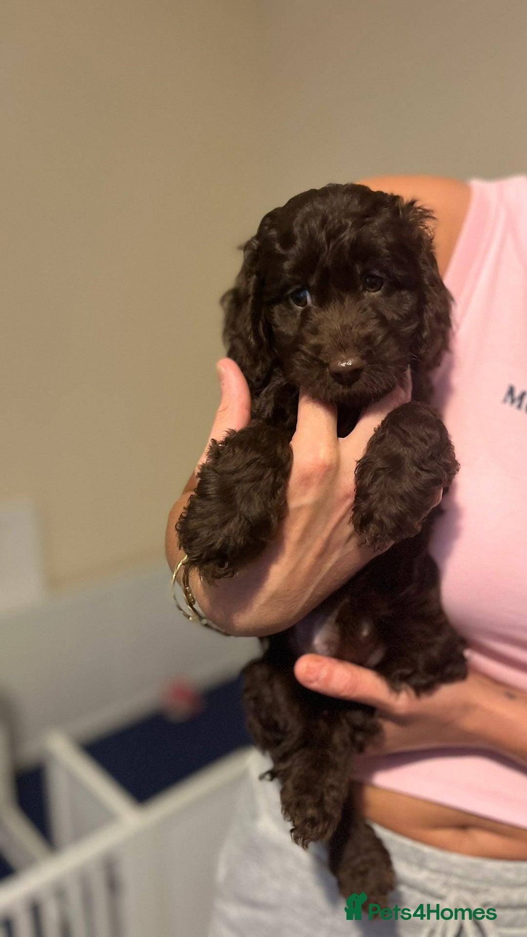 Cockapoo dogs for sale: Ready to leave Minature F1 PRA clear cockapoo pups - Image 31