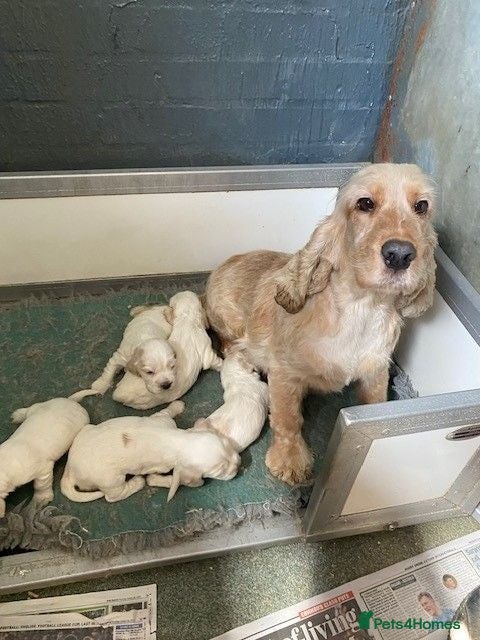 Cocker Spaniel dogs Cocker Spaniel Puppies For Sale - Advert 1