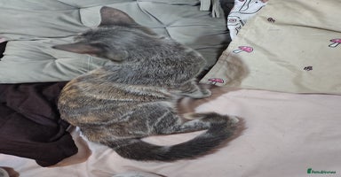 Mixed Breed cats - Advert 10
