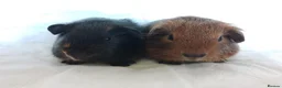 Guinea Pig rodents for sale: 2 lovely Brothers available as a pair  - Advert 5