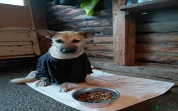 Mixed Breed dogs for adoption: OZZY, a Lovely Puppy Boy - for a Loving Home - Image 1