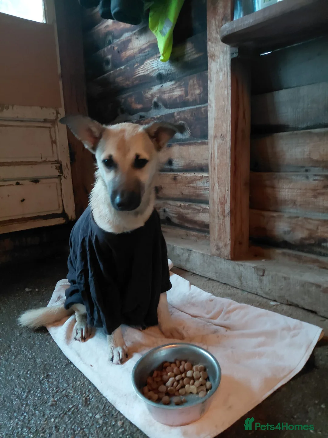 Mixed Breed dogs for adoption: OZZY, a Lovely Puppy Boy - for a Loving Home - Advert 1
