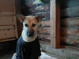 Mixed Breed dogs OZZY, a Lovely Puppy Boy - for a Loving Home - Advert 1