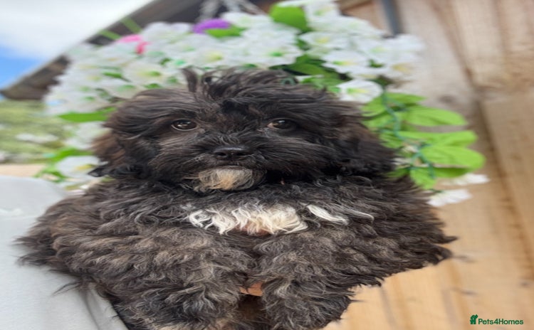 Shihpoo dogs - Advert 5