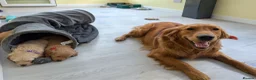 Mini Goldendoodle dogs for sale: Home-Raised F1b Miniature Goldendoodles - Advert 6