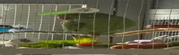 Ringnecks birds for sale: 2 Indian ringneck parrots in London - Advert 4