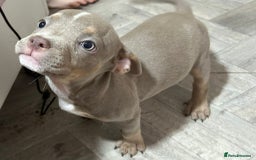 American Bully dogs for sale: Pocket Bully puppy’s  - Image 8