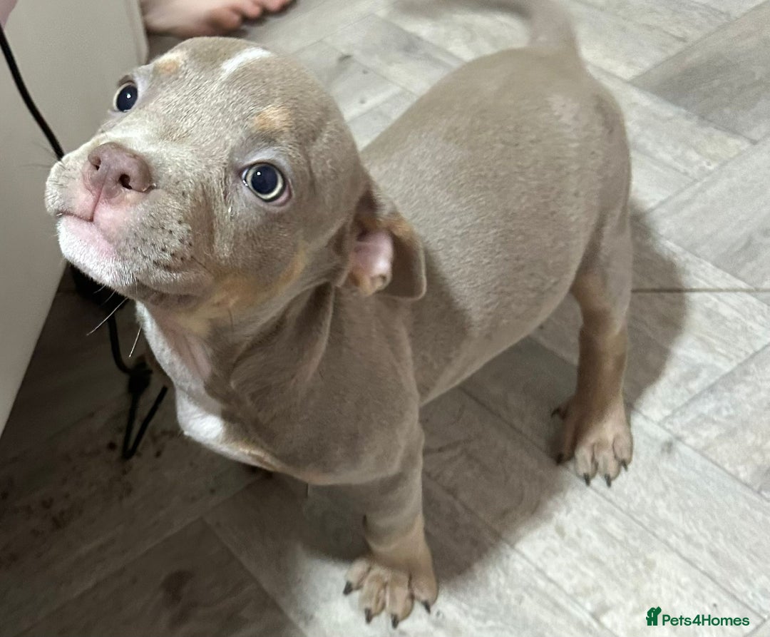 American Bully dogs for sale: Pocket Bully puppy’s  - Image 8