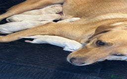 Mixed Breed dogs for sale: Labrador Husky - Image 12