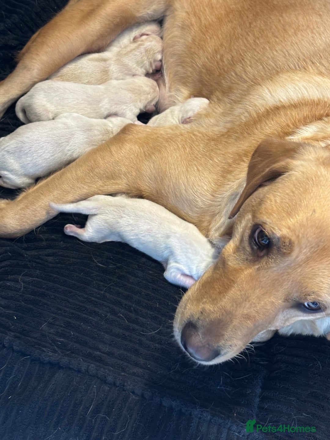 Mixed Breed dogs for sale: Labrador Husky - Image 12