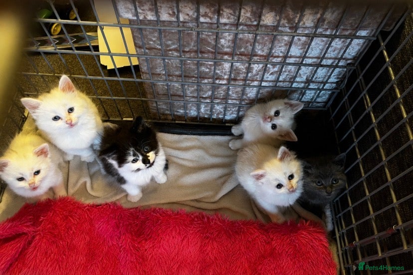 Mixed Breed cats 2 adorable boys looking for there forever homes - Advert 1