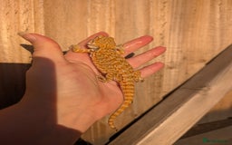 Bearded Dragon reptiles for sale: Baby bearded dragons  - Image 12