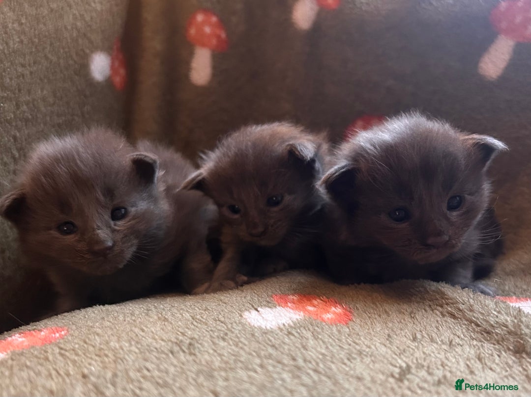 Maine Coon cats for sale: Halloween babies 🎃🐈‍⬛ - Advert 1