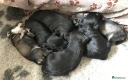 Miniature Schnauzer dogs for sale: 6 adorable Miniature schnauzer puppies  - Image 4