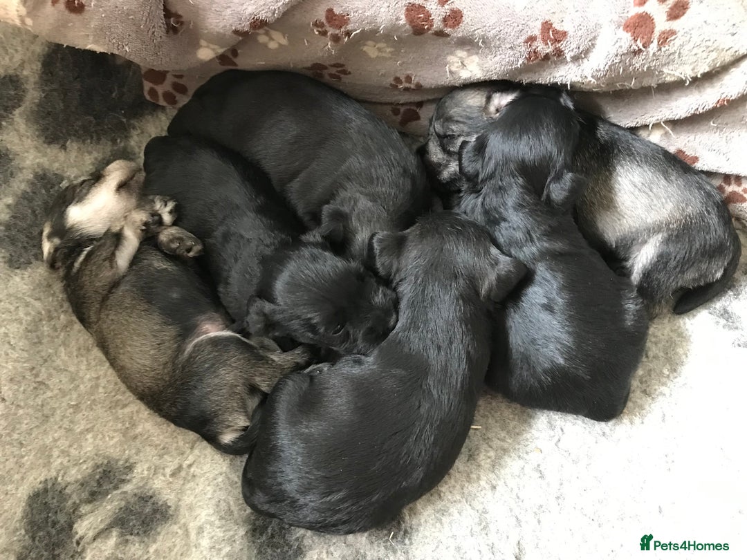 Miniature Schnauzer dogs for sale: 6 adorable Miniature schnauzer puppies  - Image 4
