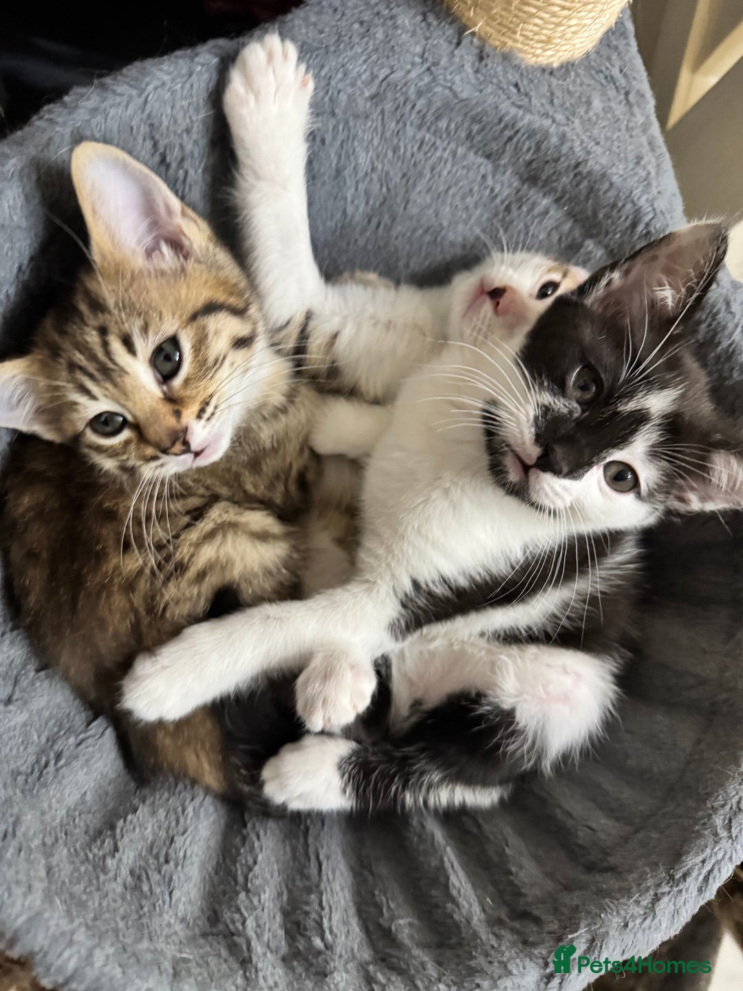 Mixed Breed cats for sale: 3 Beautiful Kittens for New Homes - Advert 6